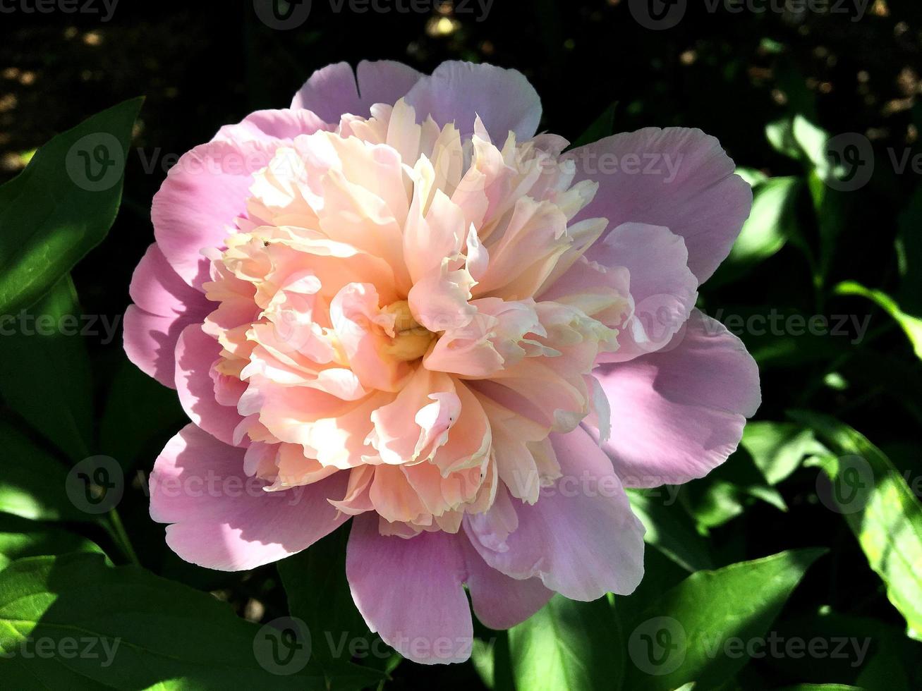 la foto colorata mostra la peonia in fiore