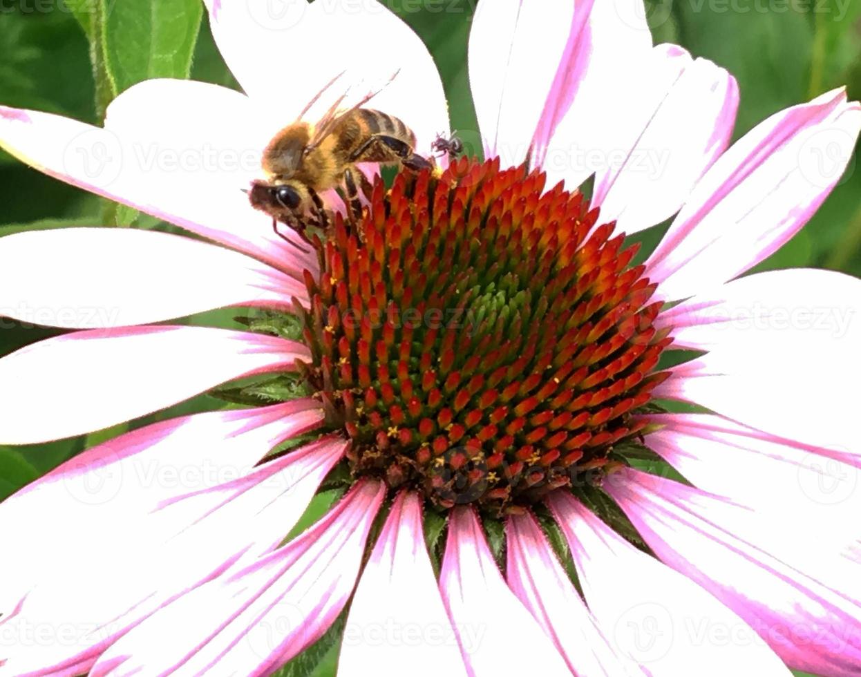 l'ape alata vola lentamente verso la pianta, raccoglie il nettare per il miele foto