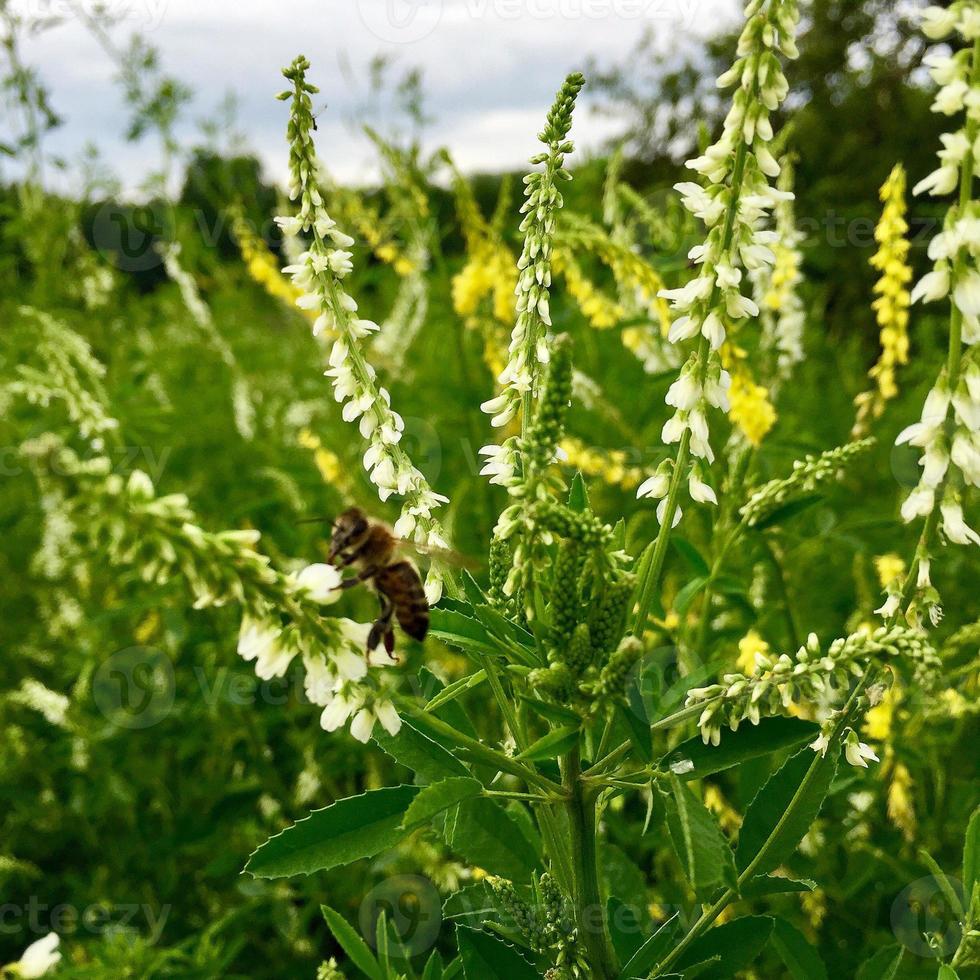 l'ape alata vola lentamente verso la pianta, raccoglie il nettare per il miele foto