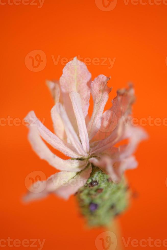pianta aromatica blossom close up lavandula stoechas famiglia lamiaceae foto