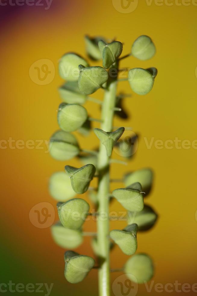 fiori selvatici frutti muscari neglectum famiglia asparagaceae stampa moderna foto