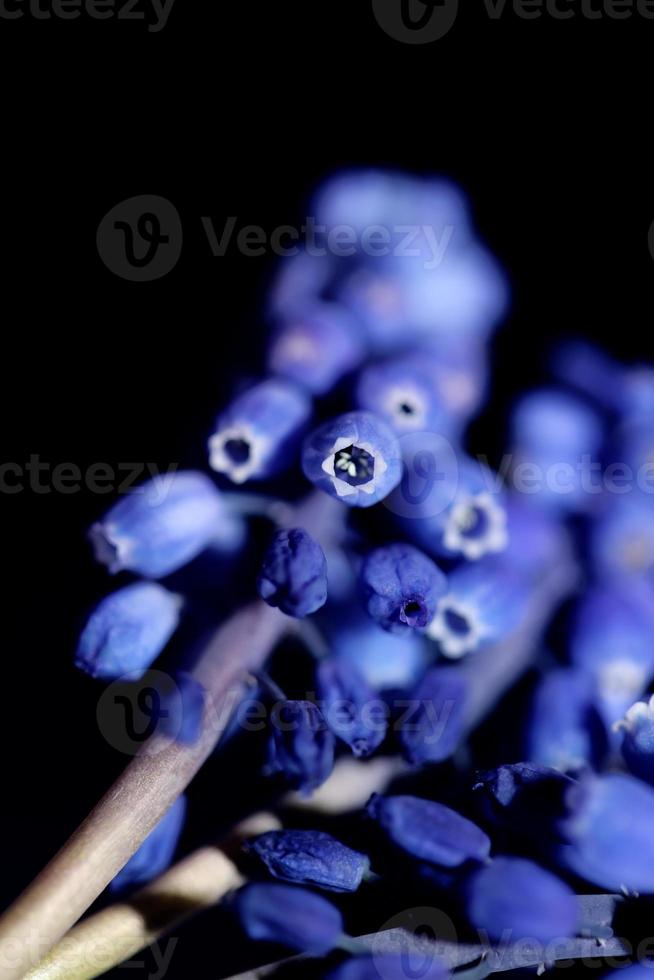 blu piccolo fiore selvatico macro muscari neglectum famiglia asparagaceae foto