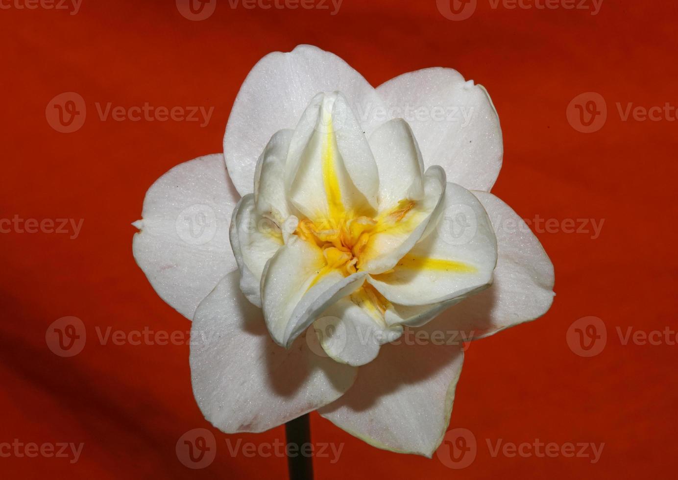 narciso bianco dubius fiore sbocciare vicino famiglia amaryllidaceae foto