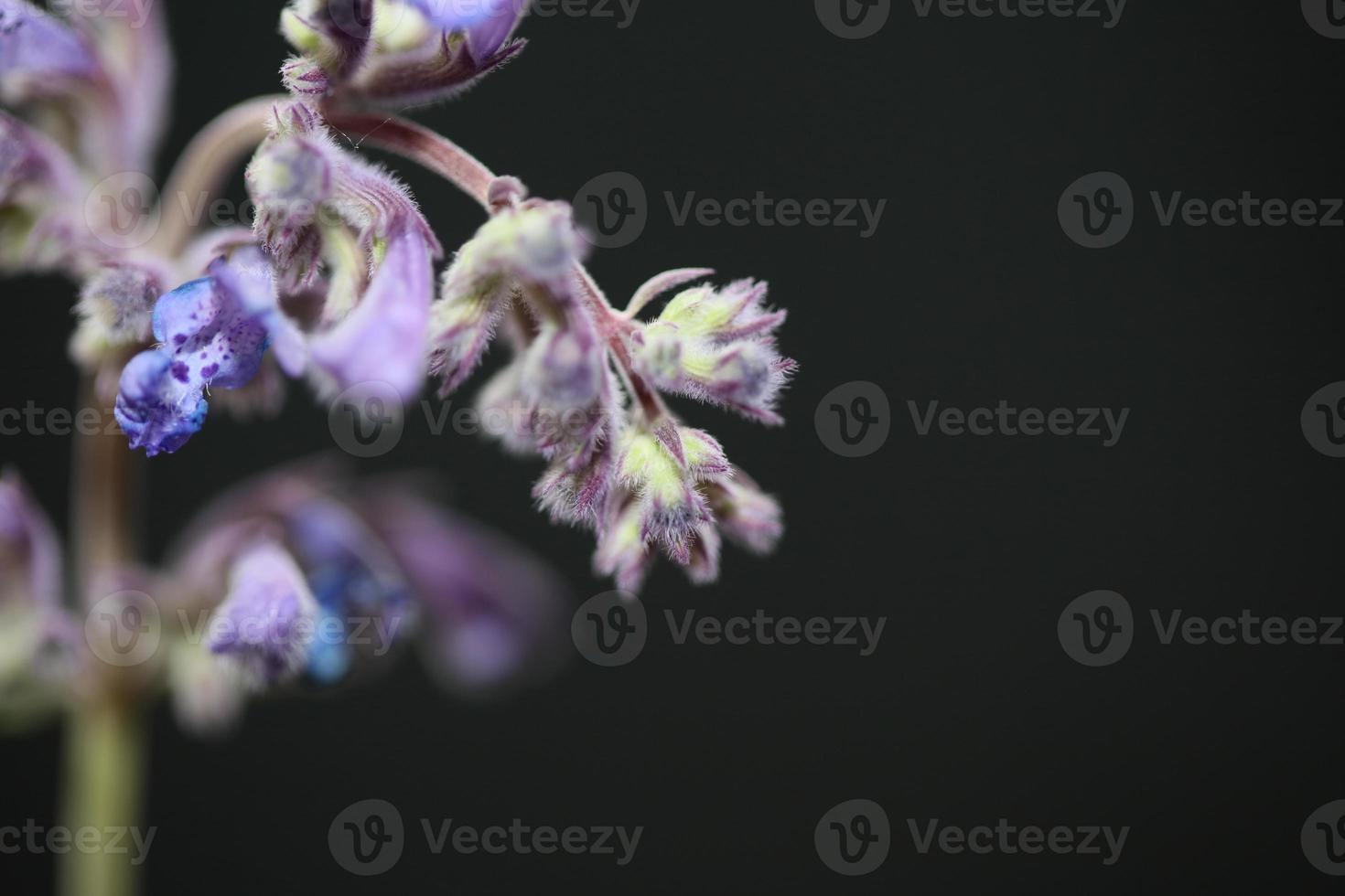 fiore viola blossom close up nepeta grandiflora famiglia lamaiaceae foto