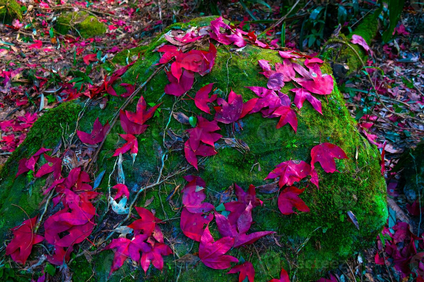 foglie di acero rosse cadute sulla pietra al muschio verde foto