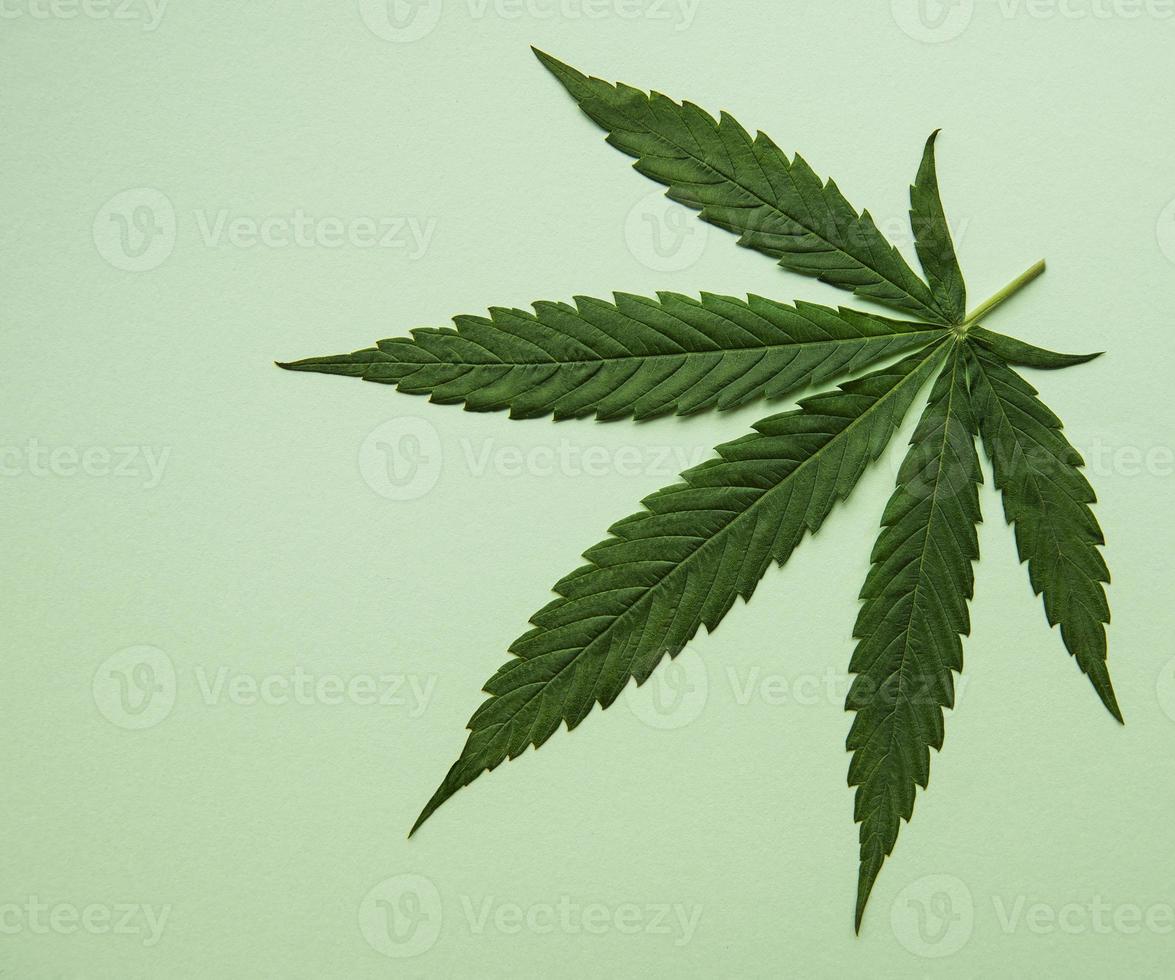 foglie di cannabis verde su sfondo verde. foto