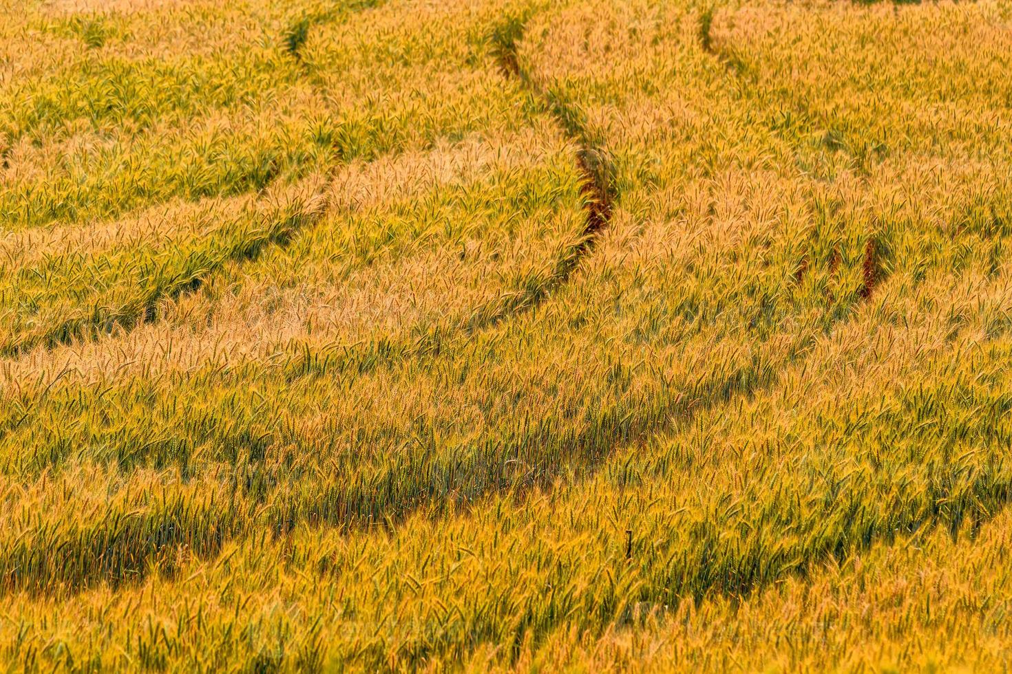 grano giallo pronto per il raccolto che cresce in un campo di grano. foto