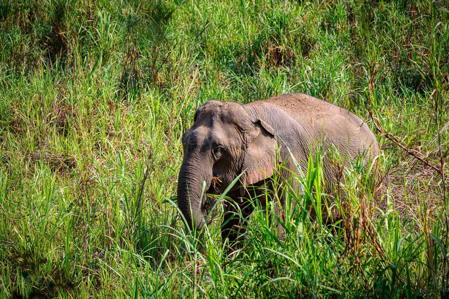 elefante asiatico è un grande mammifero. foto