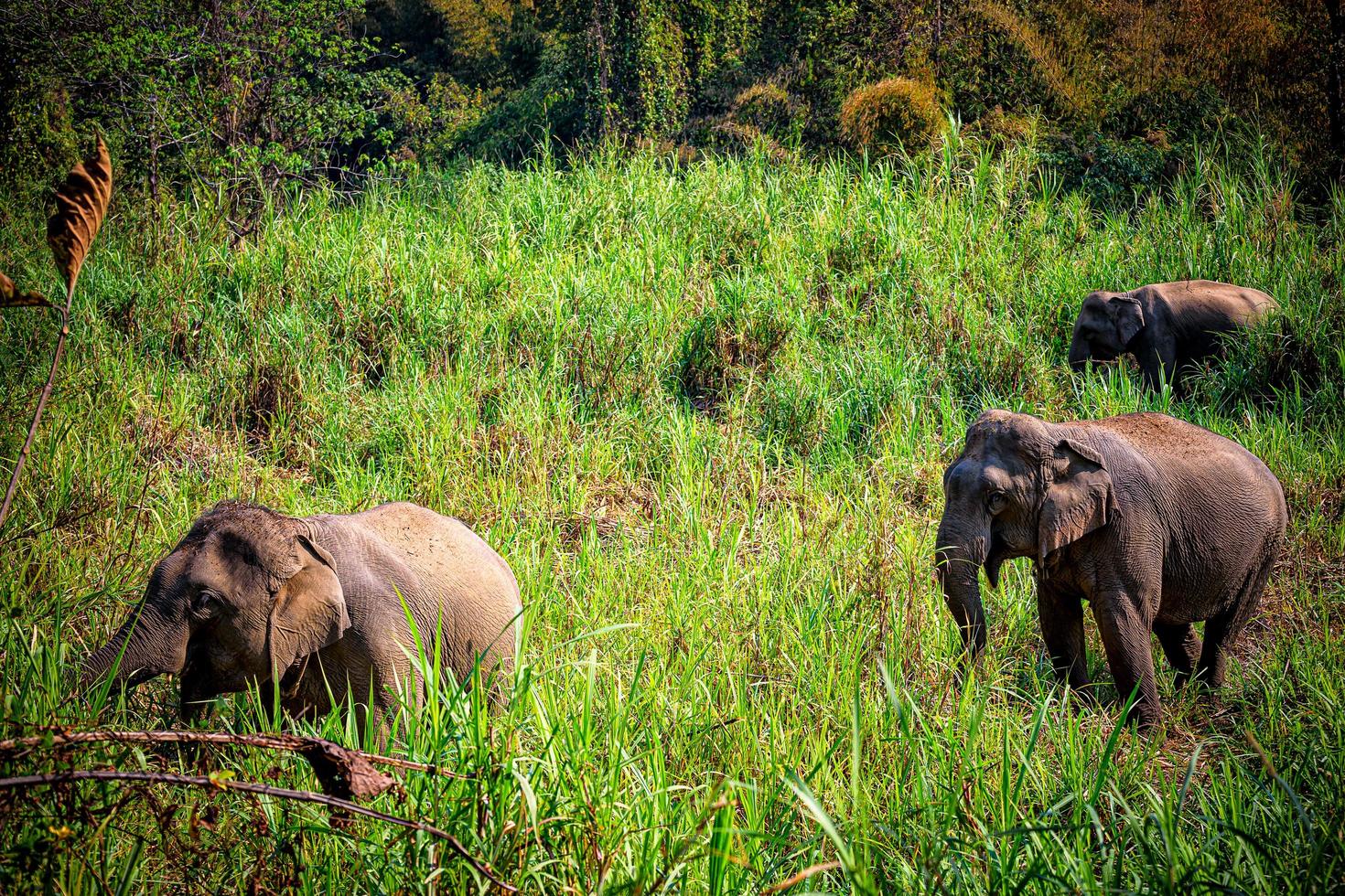 elefante asiatico è un grande mammifero. foto
