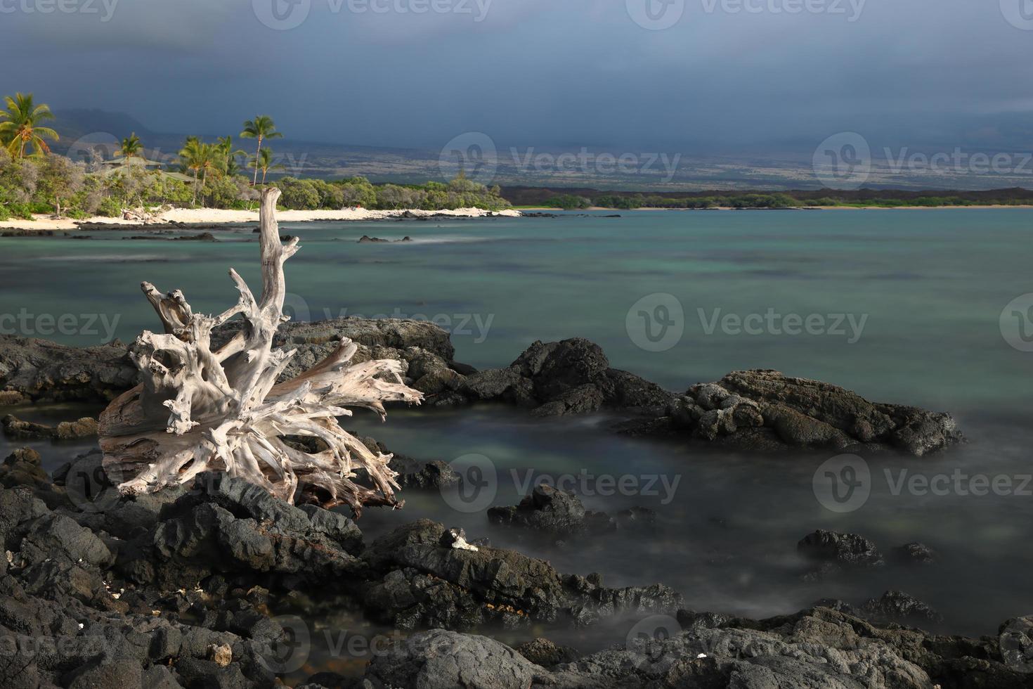 alberi caduti e mare sulla spiaggia alle hawaii foto