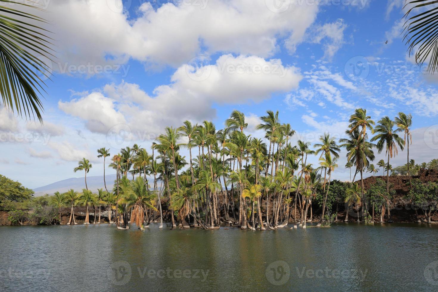 stagno di pesci nel parco storico di kalahuipuaa sulla grande isola delle hawaii foto