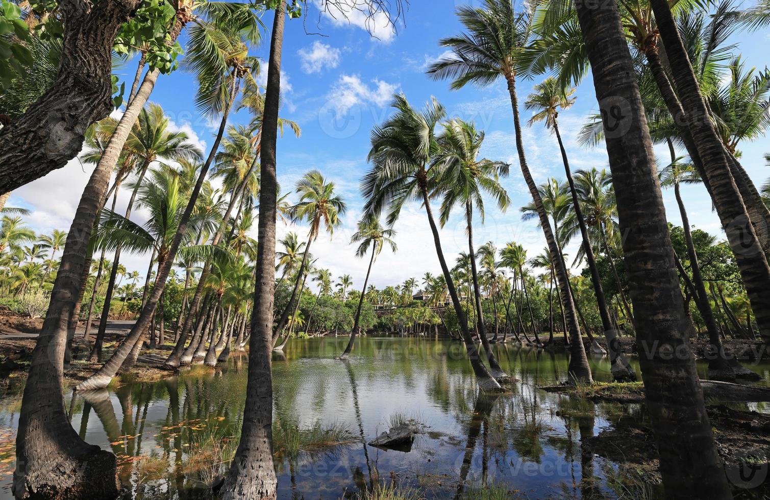 stagno di pesci nel parco storico di kalahuipuaa sulla grande isola delle hawaii foto