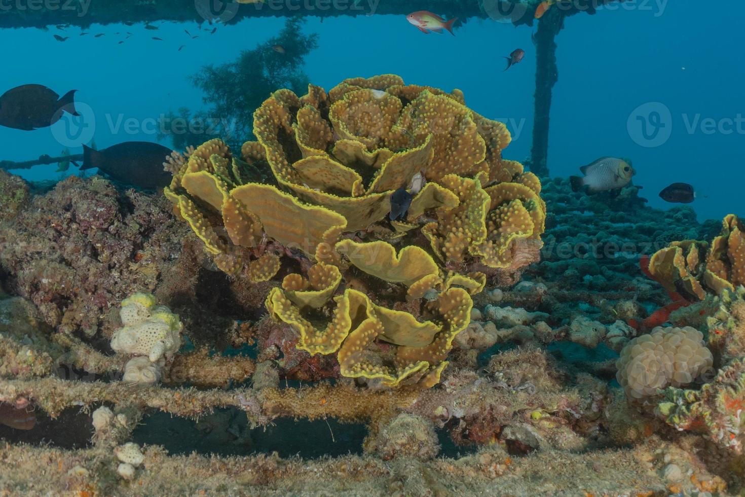 barriera corallina e piante acquatiche nel mar rosso, eilat israele foto