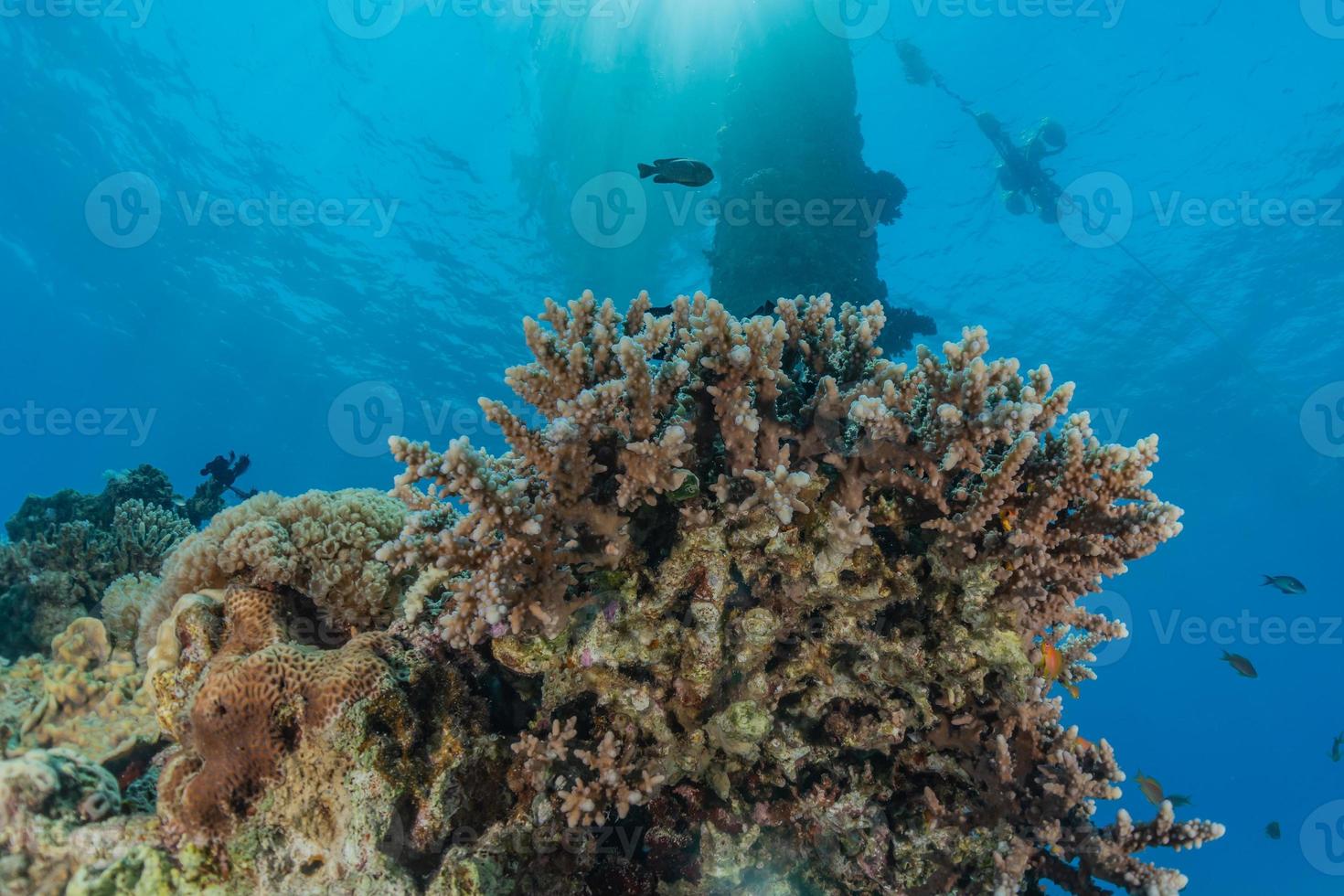 barriera corallina e piante acquatiche nel mar rosso, eilat israele foto