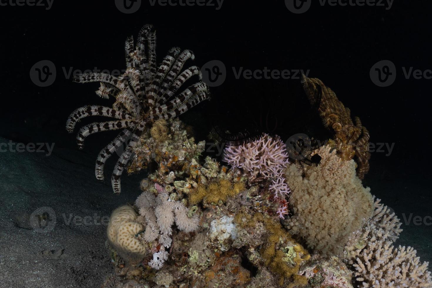 barriera corallina e piante acquatiche nel mar rosso, eilat israele foto