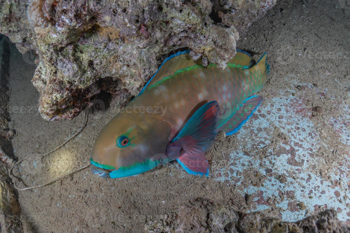 i pesci nuotano nel mar rosso, pesci colorati, eilat israele foto