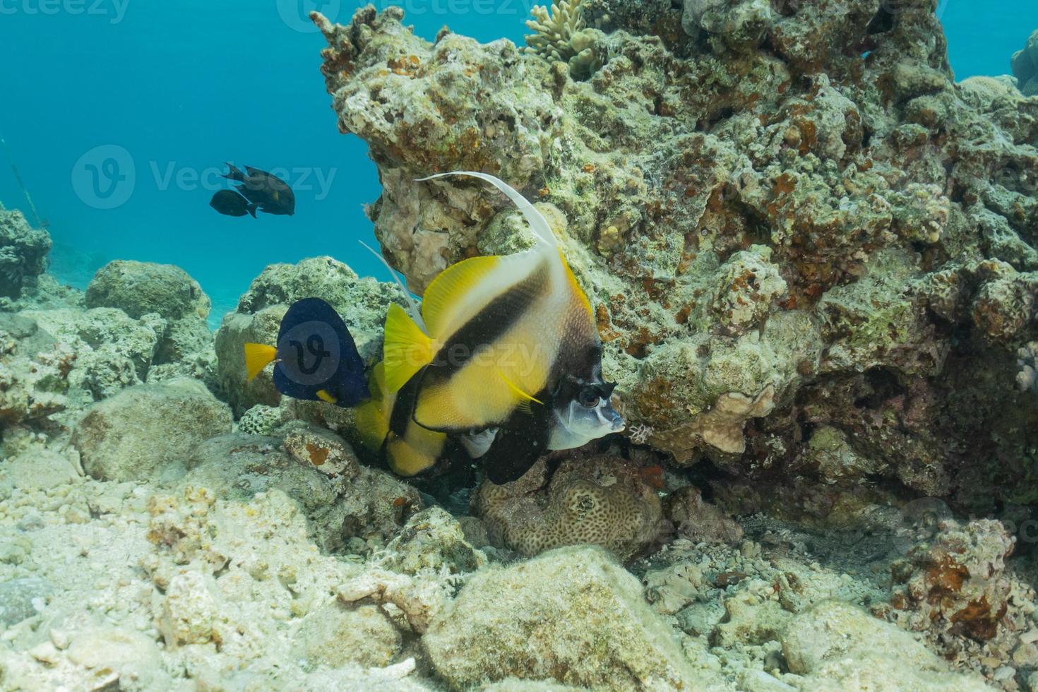 i pesci nuotano nel mar rosso, pesci colorati, eilat israele foto