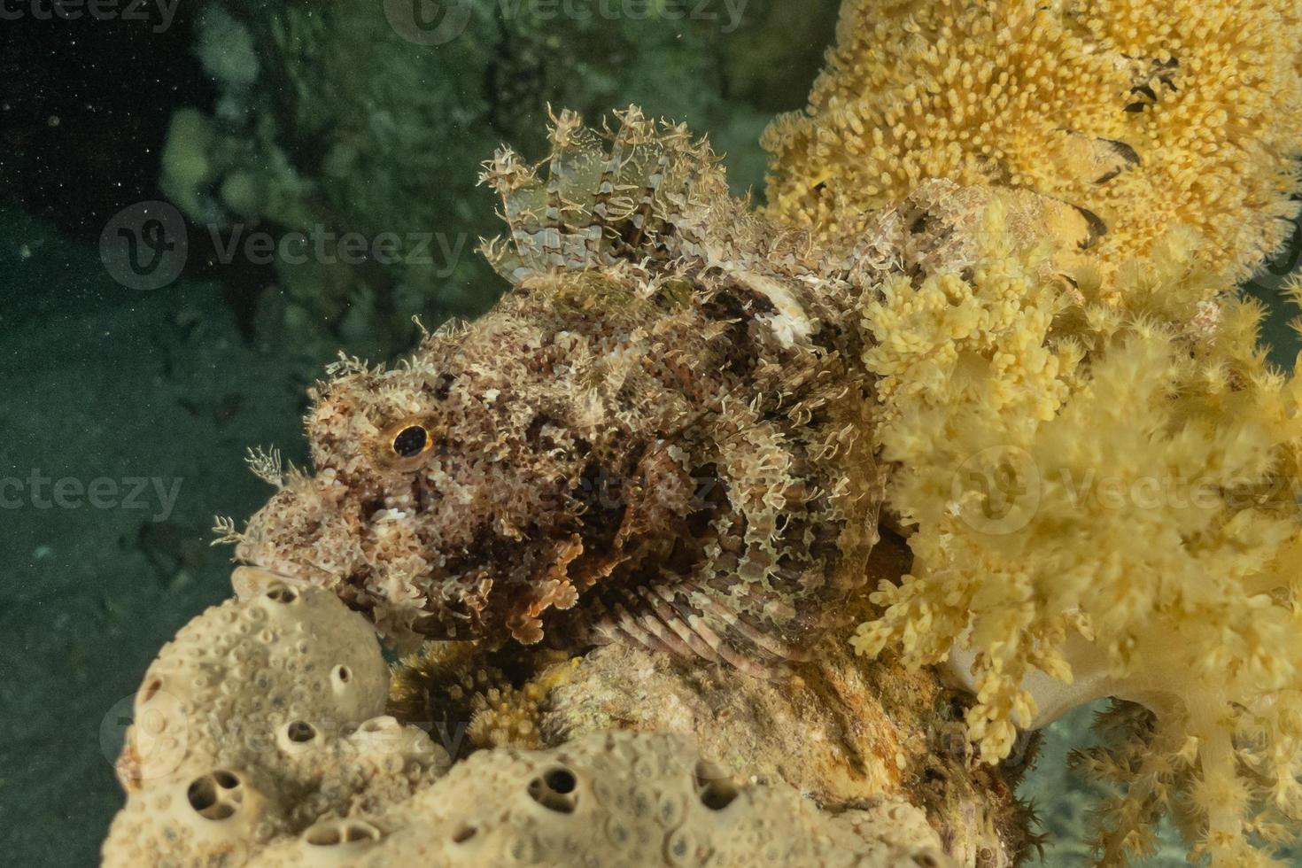 i pesci nuotano nel mar rosso, pesci colorati, eilat israele foto