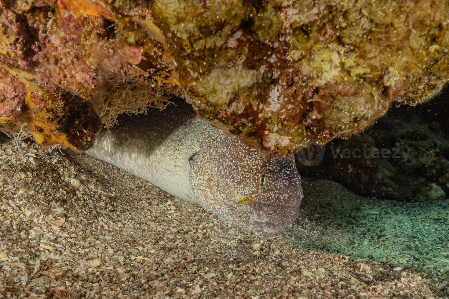 i pesci nuotano nel mar rosso, pesci colorati, eilat israele foto