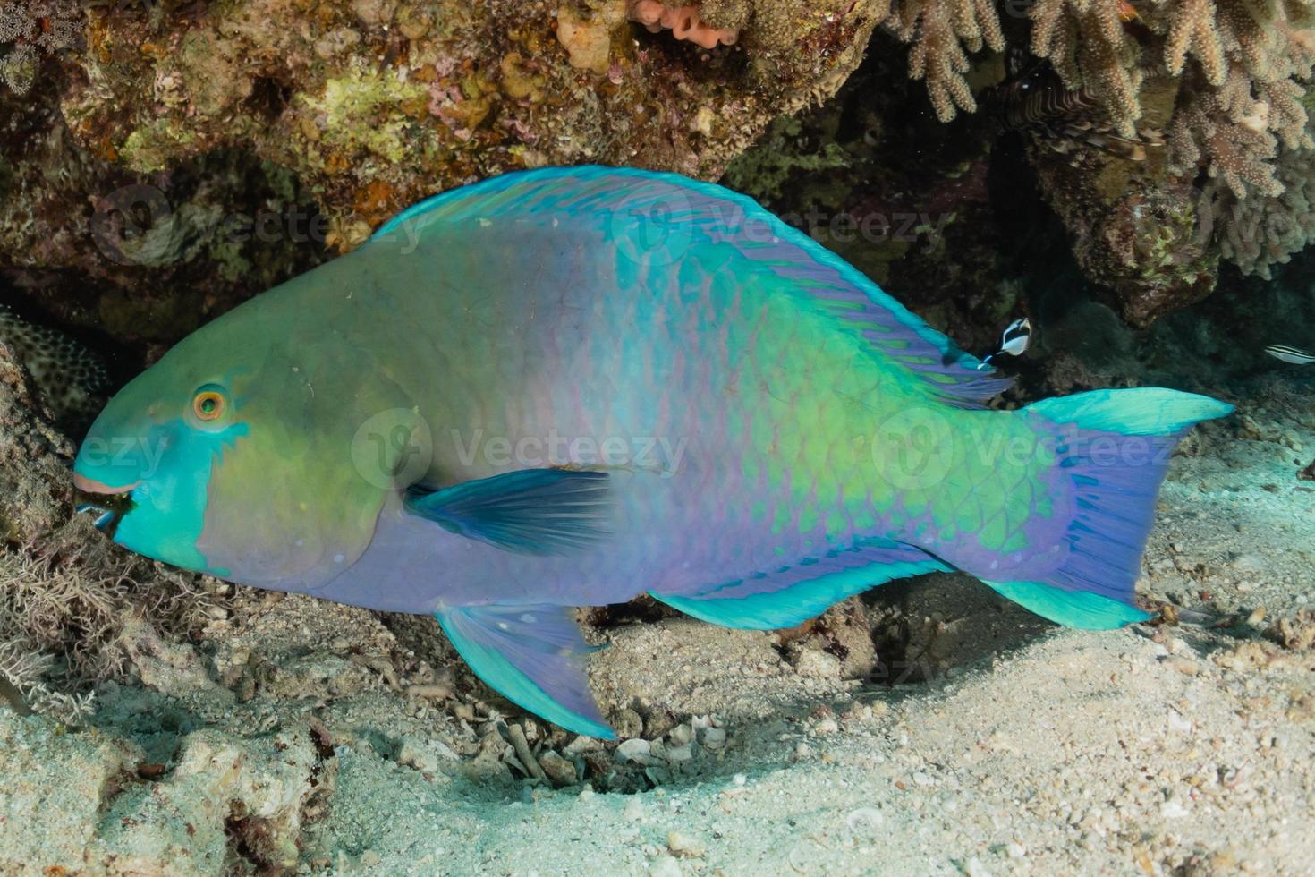 i pesci nuotano nel mar rosso, pesci colorati, eilat israele foto