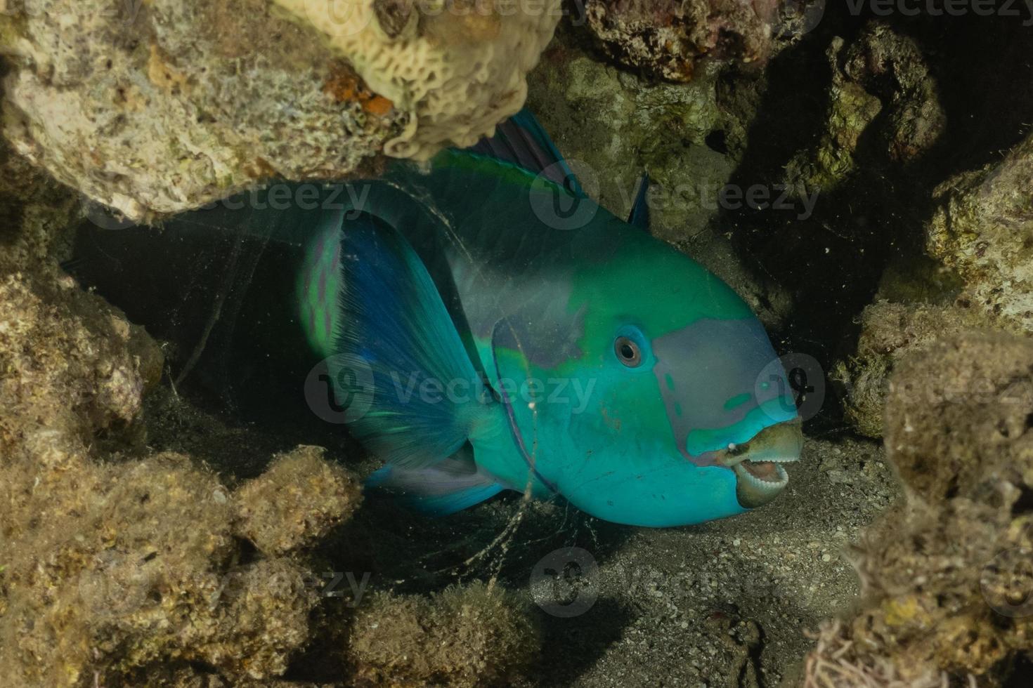 i pesci nuotano nel mar rosso, pesci colorati, eilat israele foto