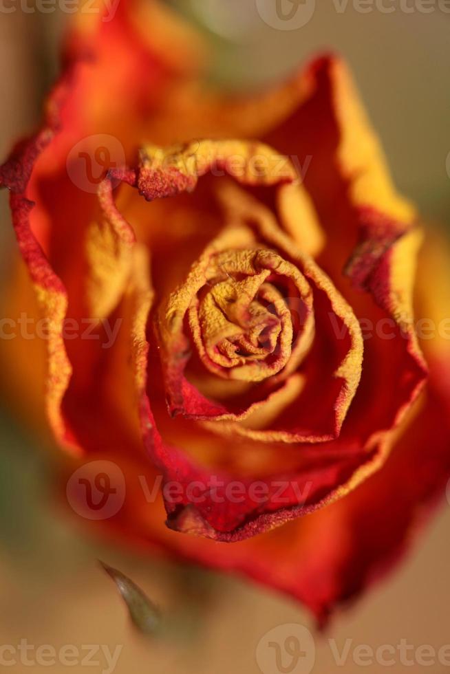 fiore rosa close up famiglia delle rosacee moderne di alta qualità di grandi dimensioni foto