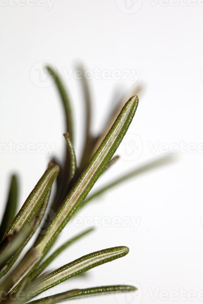 rosmarino macro rosmarinus officinalis foglie vicino famiglia lamiaceae foto