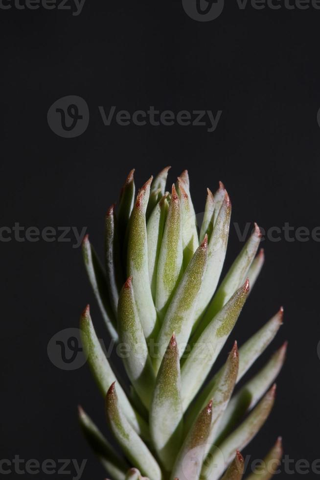 fiore succulento close up sedum ochroleucum chaix famiglia crassulaceae foto