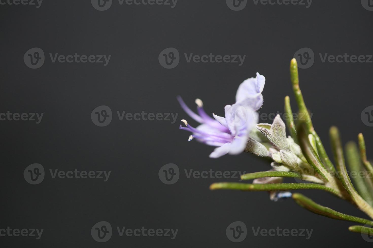 fiore pianta aromatica rosmarinus officinalis famiglia lamiaceae foto