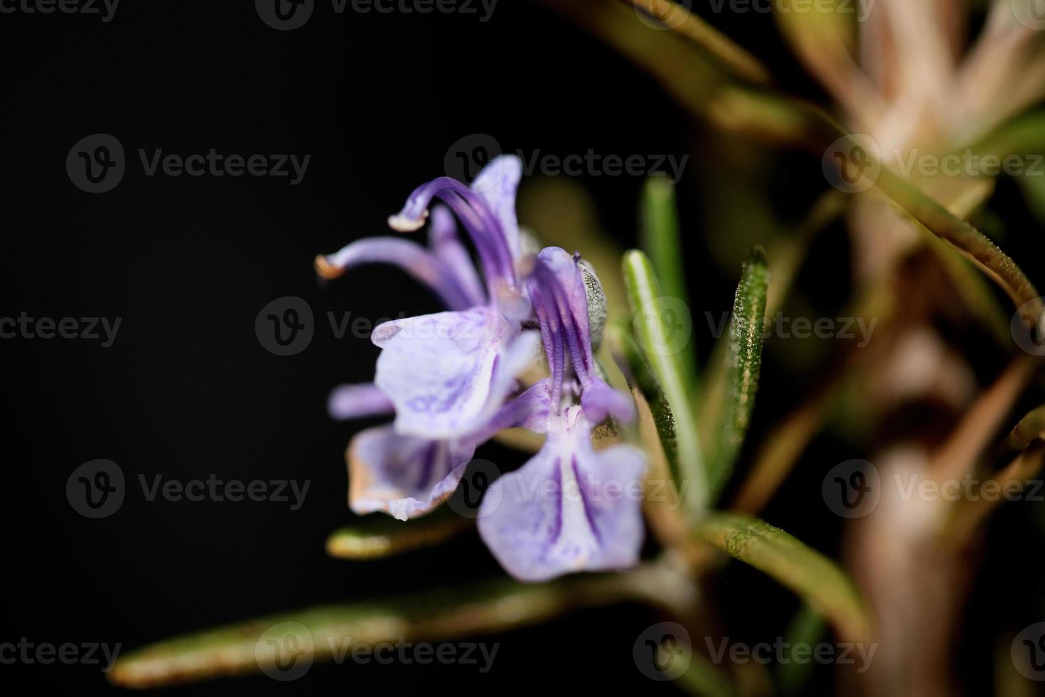 rosmarinus officinalis close up famiglia lamiaceae in nero moderno foto