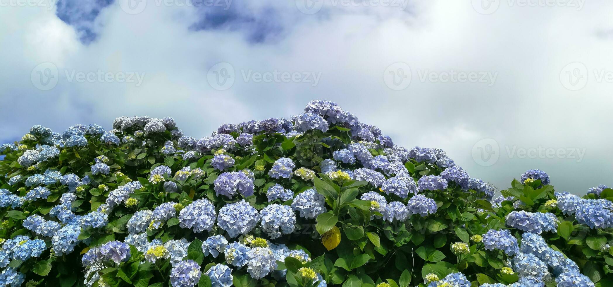 ortensie siamo il tipico fiori di il azzorre isole foto