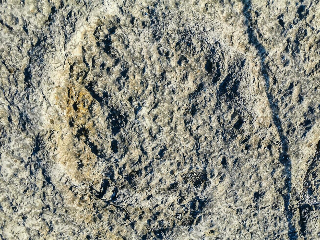 naturale monumento di fossile dinosauro impronte nel serra d 'aire nel pedreira fare Galinha, nel Portogallo. un' pedagogico circuito era creato a il luogo, dove visitatori può vedere e toccare il impronte foto