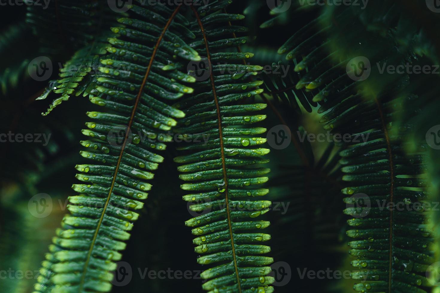 foglie di felce scure nella stagione delle piogge tropicali foto