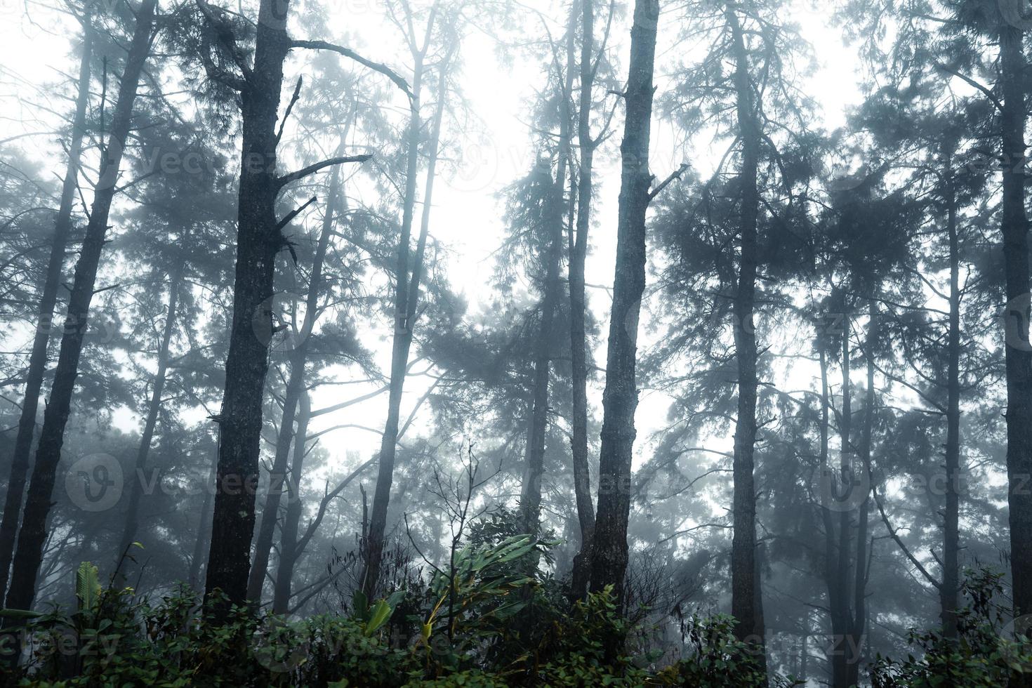 foresta nella nebbiosa giornata di pioggia, felci e alberi foto