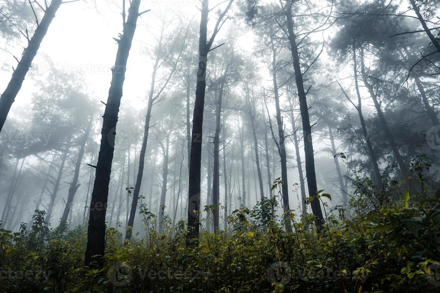 foresta nella nebbiosa giornata di pioggia, felci e alberi foto