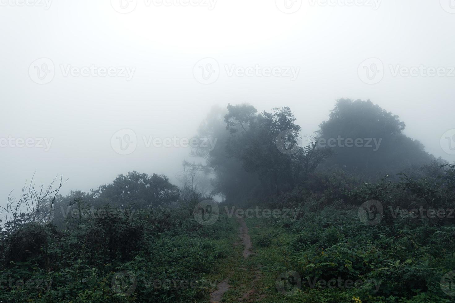 strada in una foresta tropicale, la strada nella foresta umida tropicale foto