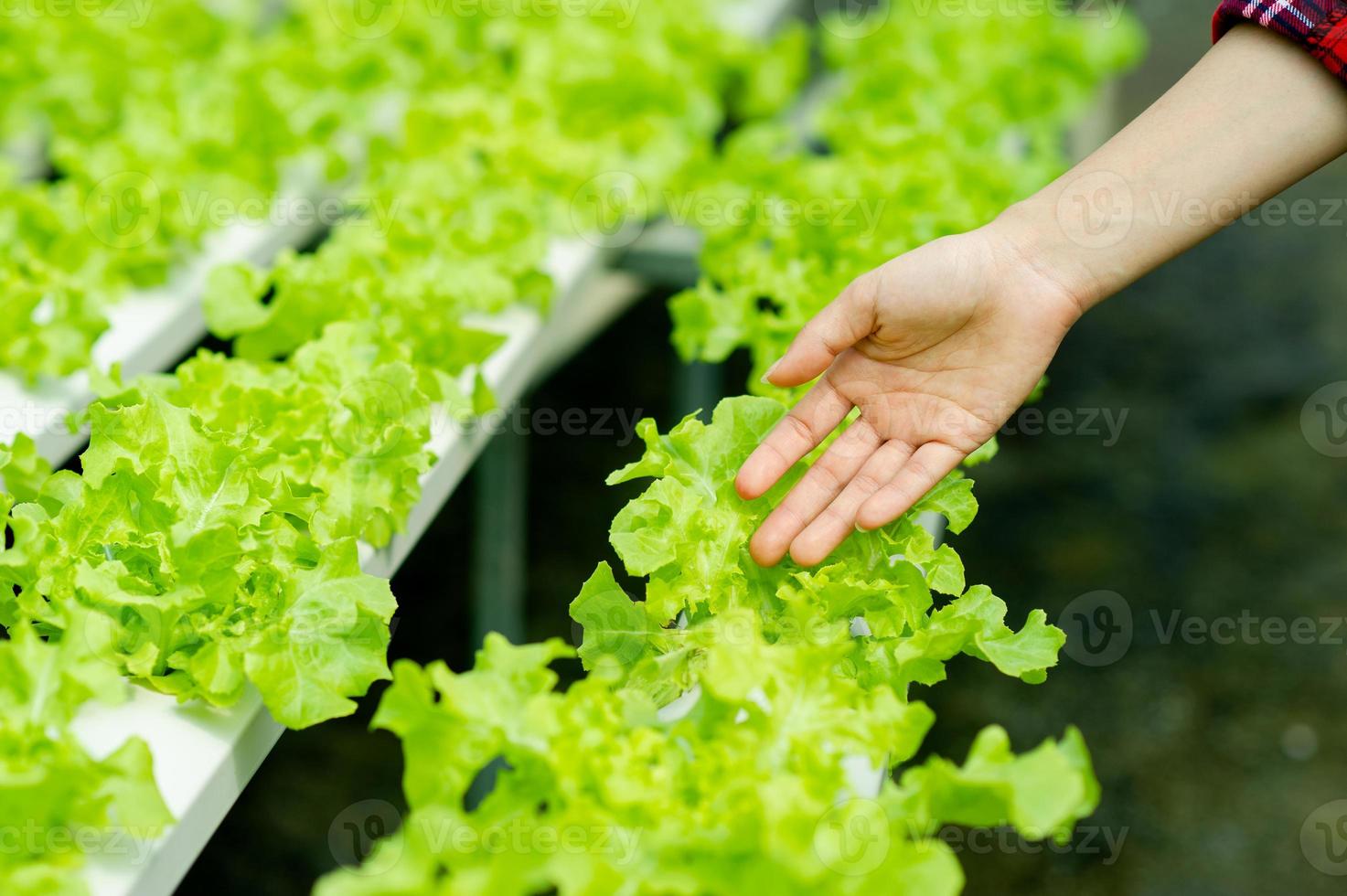 giardinieri e lattuga biologica nel concetto di alimentazione sana della trama foto