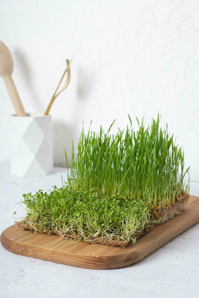 microgreen Grano e erba medica su di legno tavola. casa cresciuto salutare superfood foto