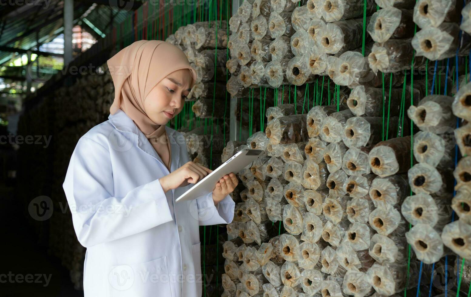 giovane asiatico musulmano femmina scienziato ricerca opera a fungo fabbrica, raccolta maturo funghi nel fungo Casa per laboratorio esperimenti. foto