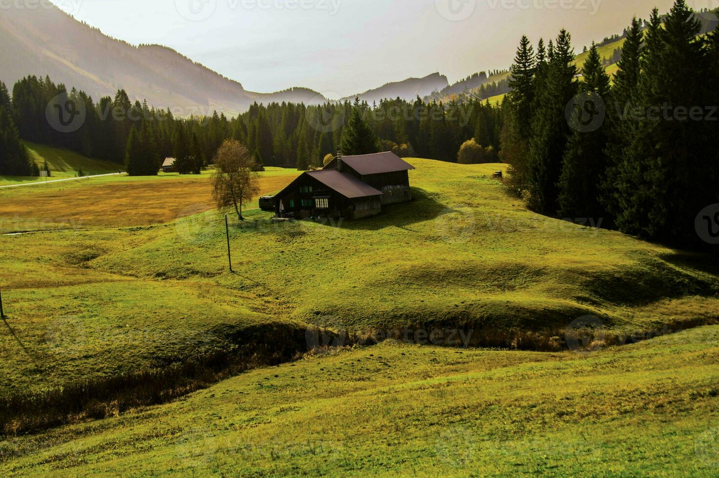 un campo verde foto