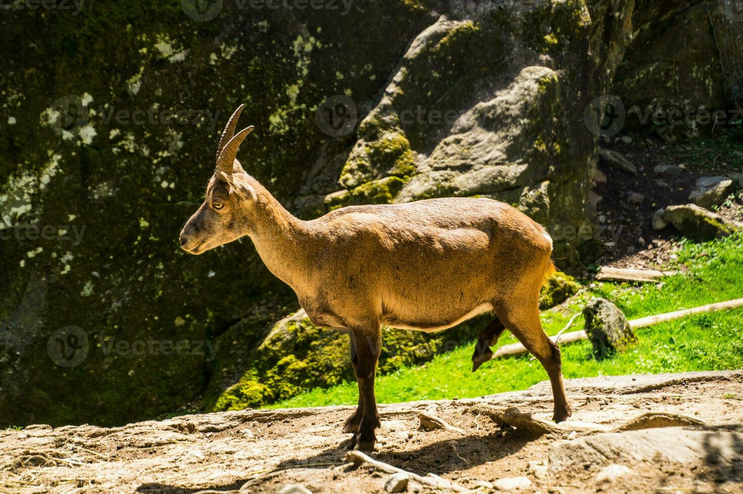 un' capra in piedi su un' roccioso pendio foto