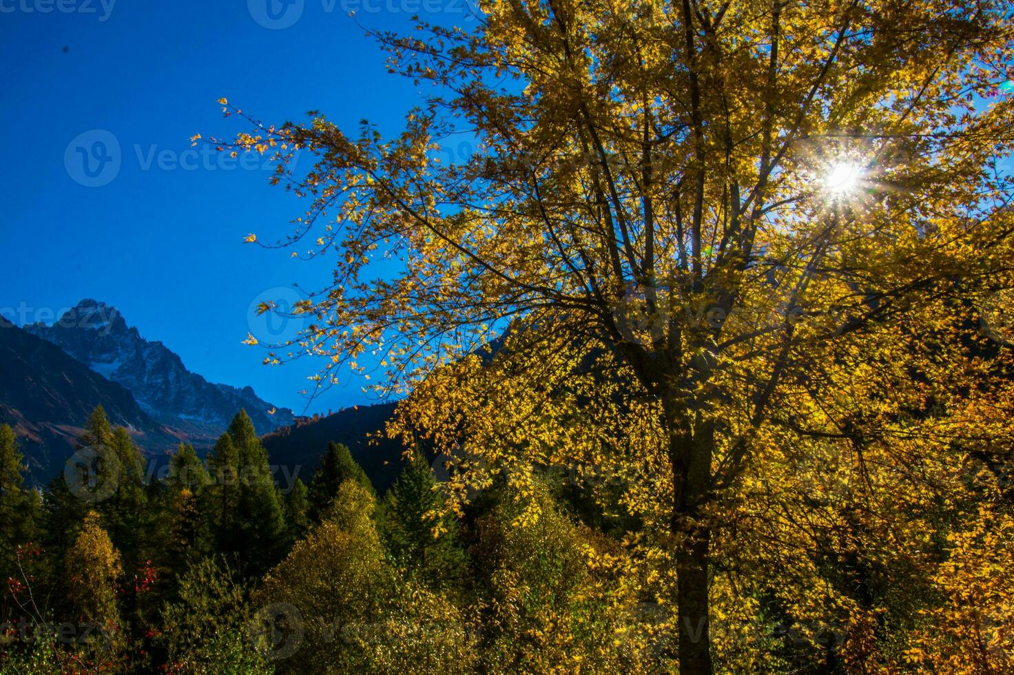 un' albero con giallo le foglie foto