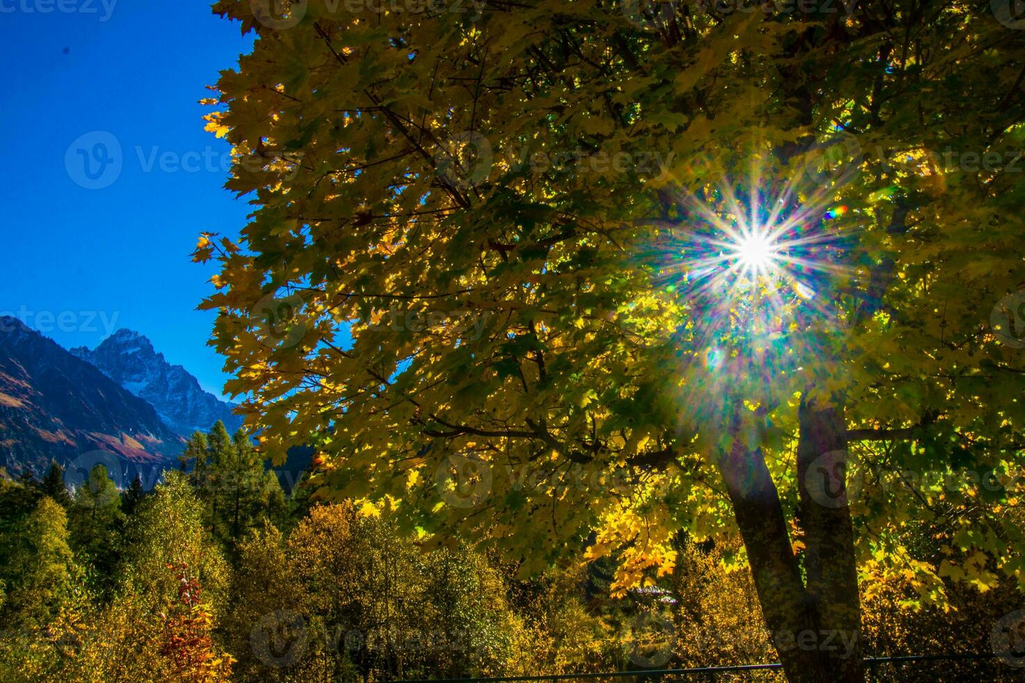 un' albero con giallo le foglie foto