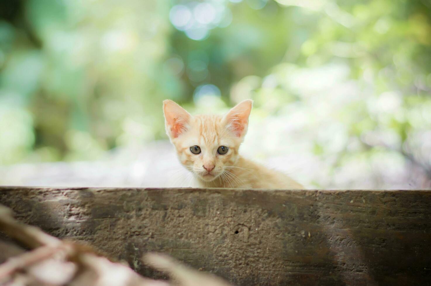 un' piccolo arancia gattino sbirciando su a partire dal dietro a un' di legno recinto foto