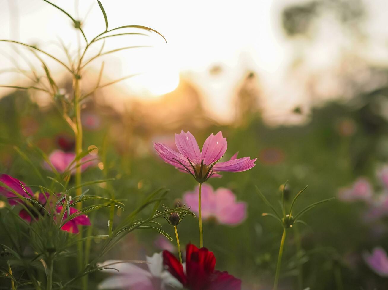 rosa cosmo fiore nel il giardino con tramonto tempo foto