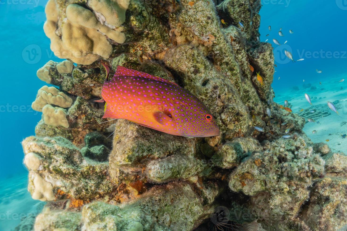 i pesci nuotano nel mar rosso, pesci colorati, eilat israele foto