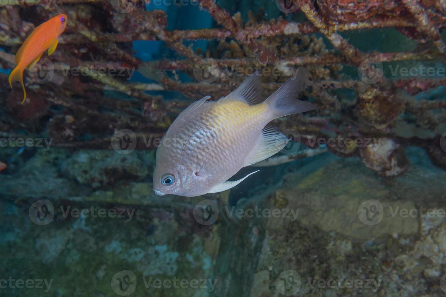 i pesci nuotano nel mar rosso, pesci colorati, eilat israele foto