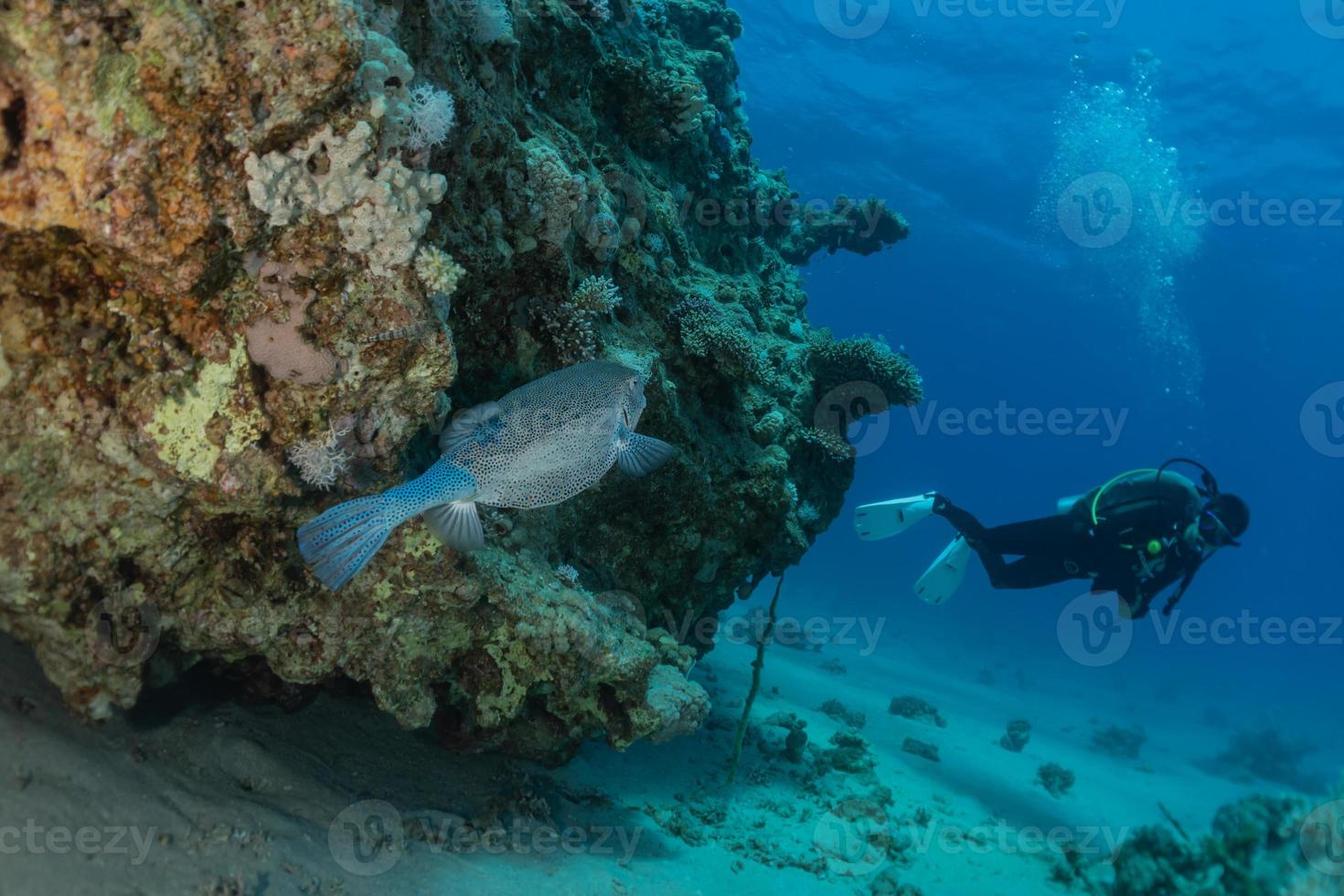 i pesci nuotano nel mar rosso, pesci colorati, eilat israele foto