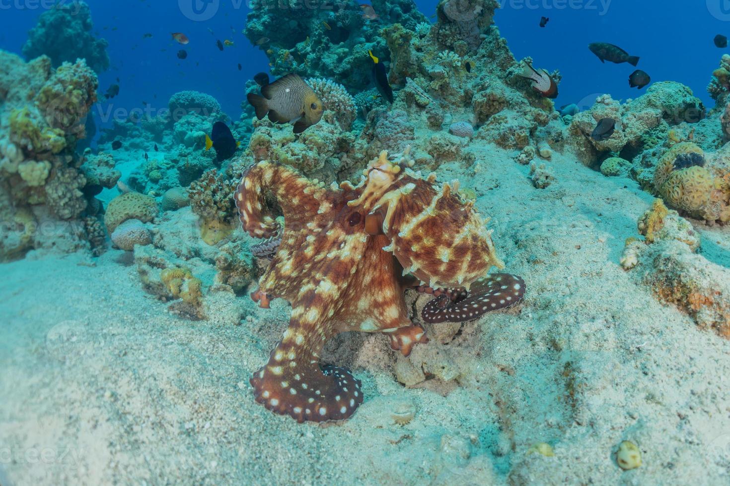 polpo re del camuffamento nel mar rosso, eilat israele foto