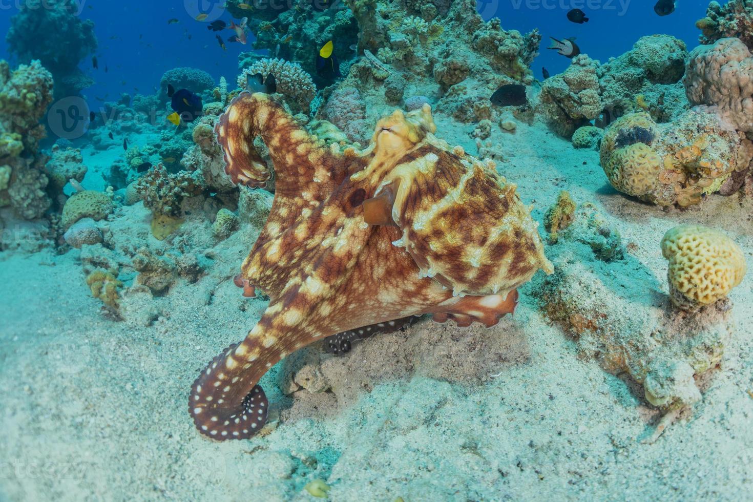 polpo re del camuffamento nel mar rosso, eilat israele foto